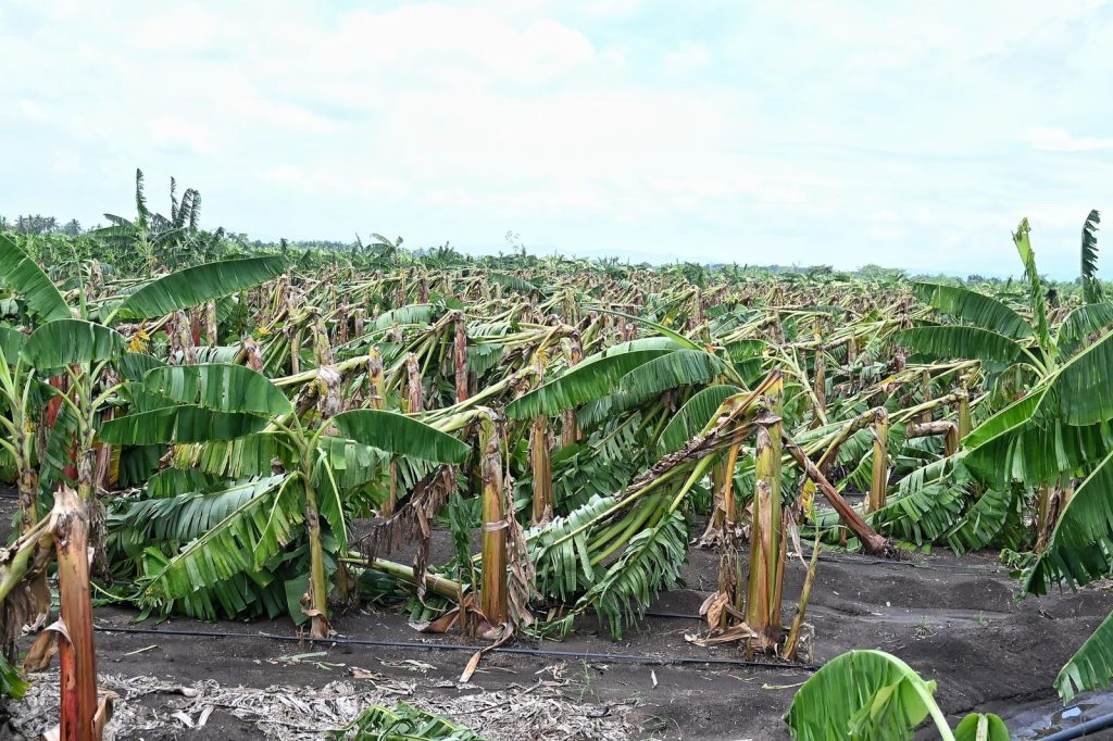 platanos afectados por los fenomenos atmosfericos de los ultimos dias