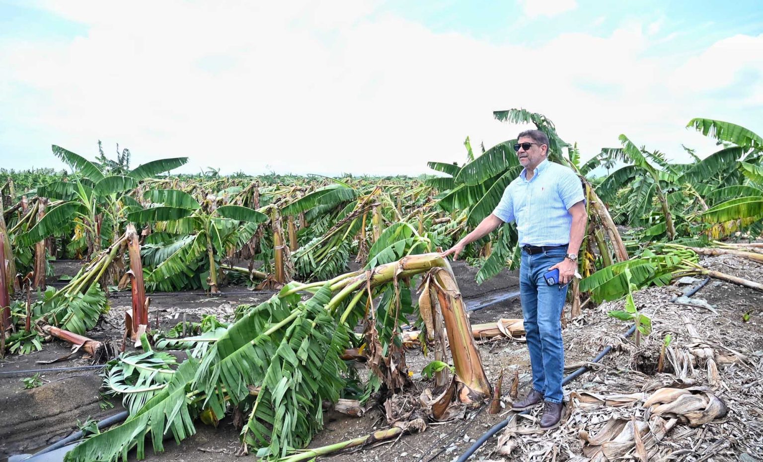 platanos afectados por los fenomenos atmosfericos de los ultimos dias1