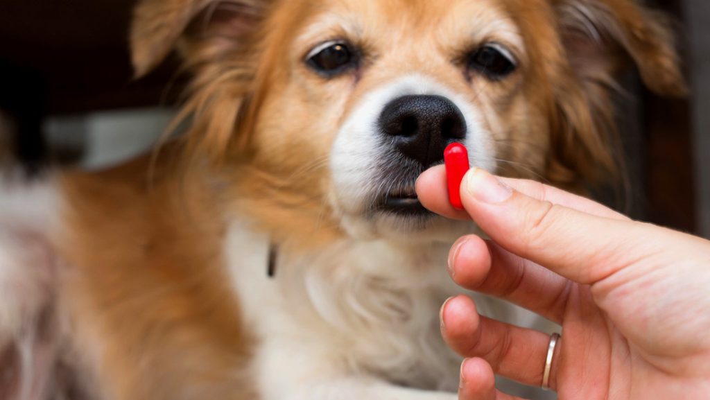 Pildora experimental para revertir el envejecimiento da resultados prometedores en perros