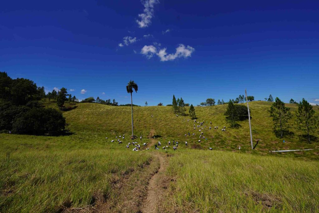 Banco Popular colaboran en la reforestacion de 61.5 tareas