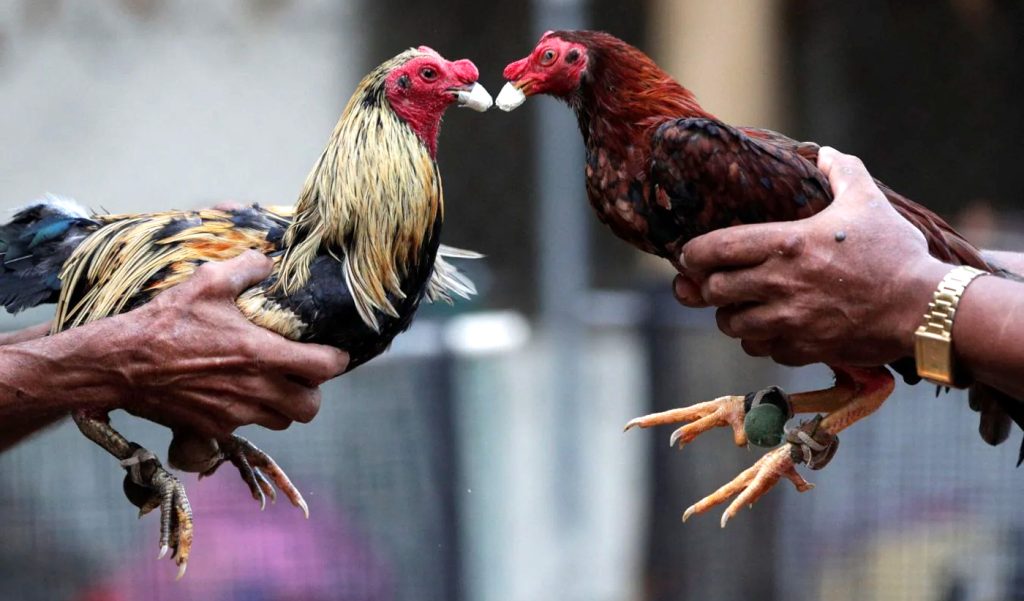 gallos de peleas Dominicanos y boricuas acusados de crueldad animal