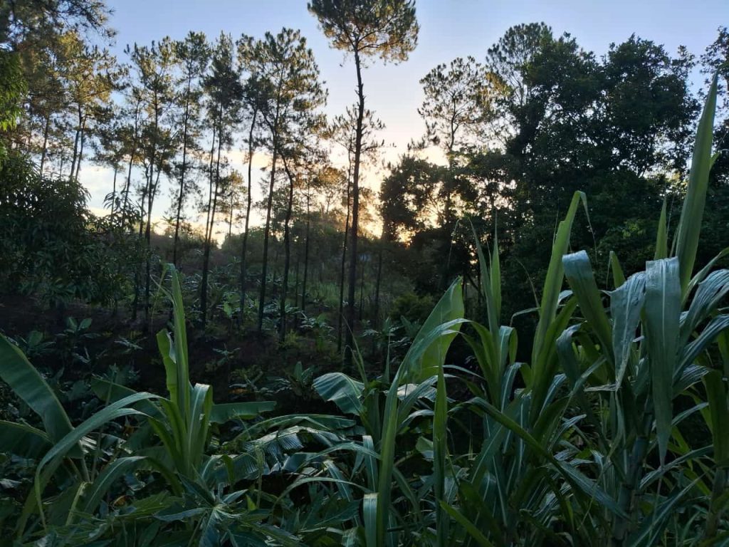 medio ambiente en Republica Dominicana