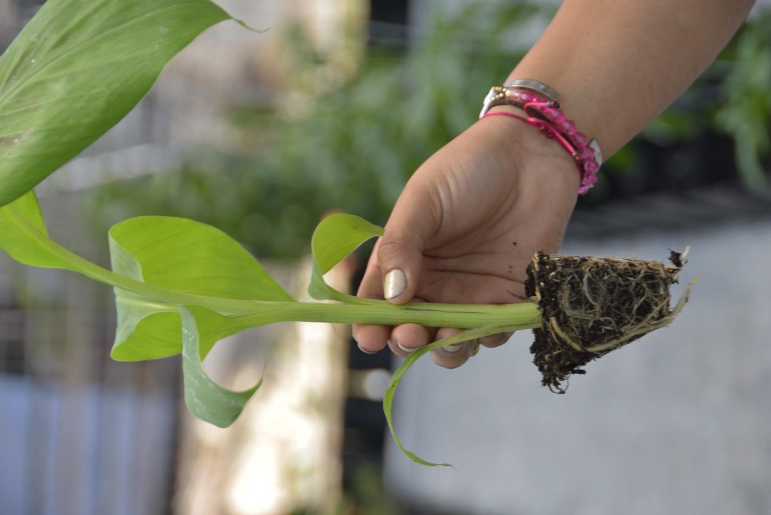 Agricultura sorprende con muestras de innovacion tecnologica