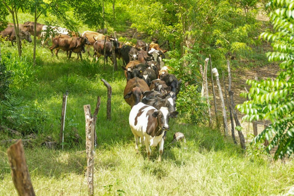 ganado vacuno eljacaguero