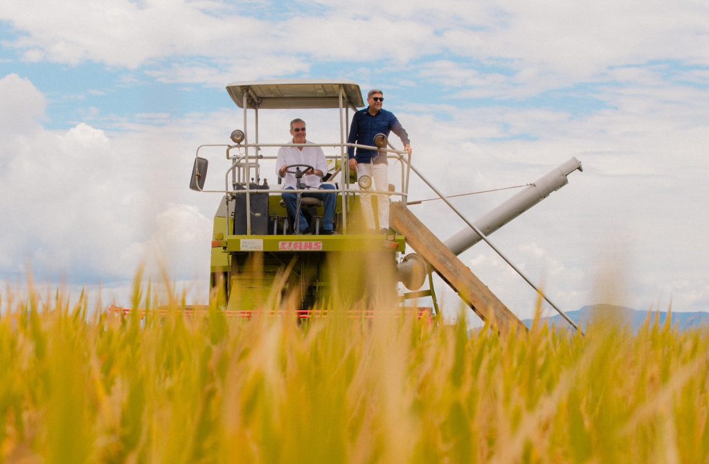 Abinader inicia la mayor cosecha de arroz en la historia del pais