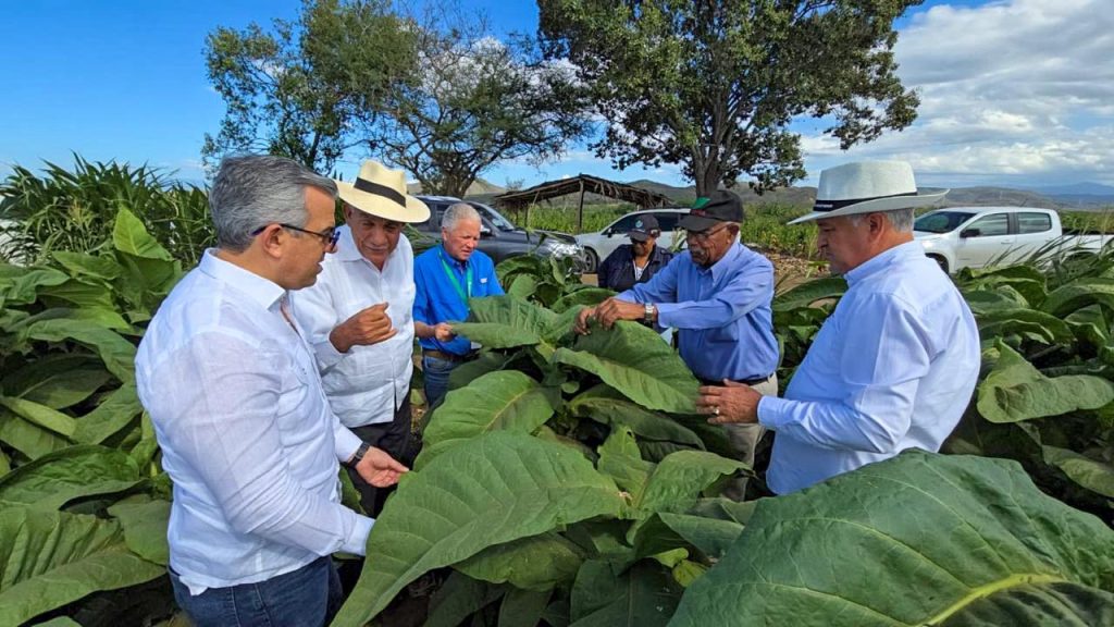 Tabaco crece con fuerza en RD eljacaguero1