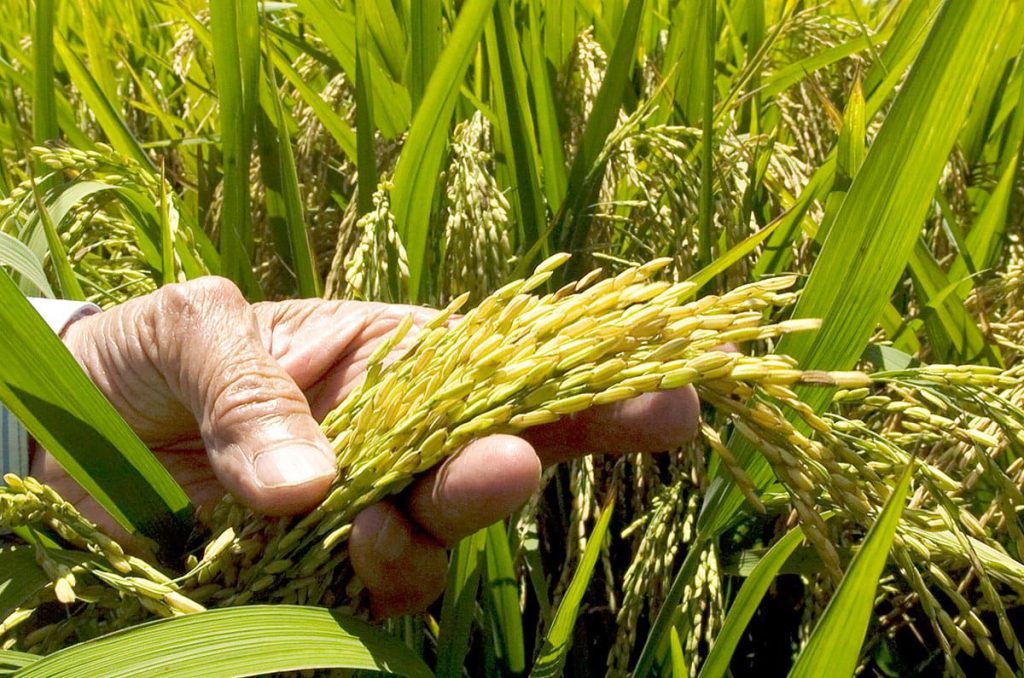 arroz en republica dominicana eljacaguero