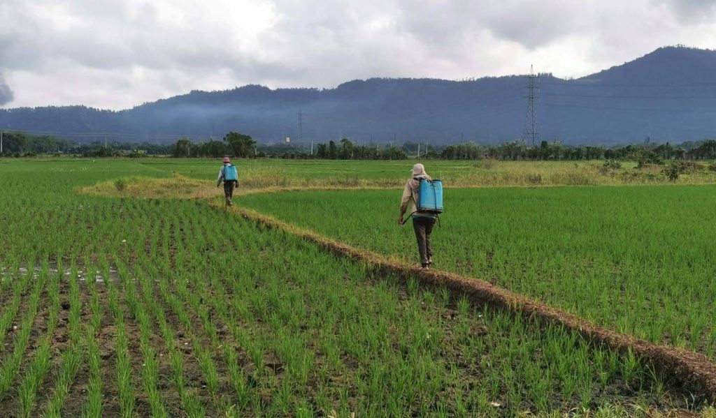 Un futuro en la ruralidad para la juventud de América Latina y el Caribe arroz cocecha eljacaguero