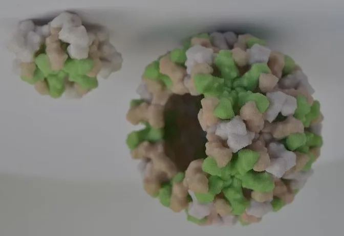 Peligroso virus podría resurgir en área triestatal reside más de 1 millón de dominicanos Peligroso virus podria resurgir en area triestatal reside mas de 1 millon de dominicanos