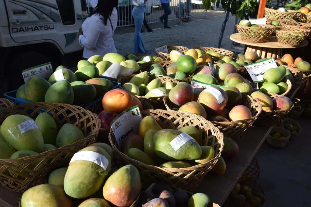 Agricultura proyecta exportación récord de 10 millones de cajas de mango en 2026 mango en 2026 Agricultura proyecta exportacion record de 10 millones de cajas