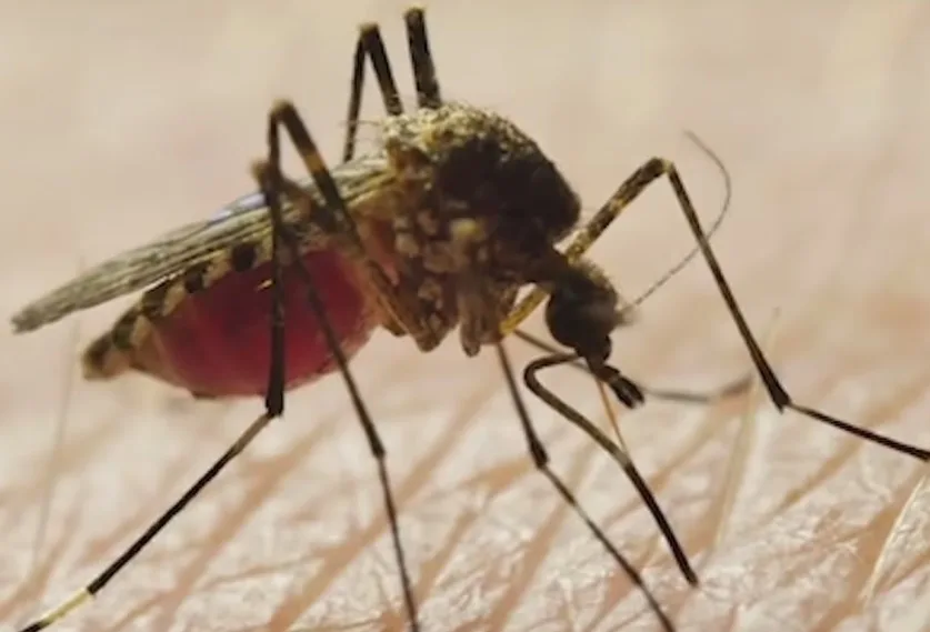 NYC registra en 2026 más casos que en todo 2025 del Virus Nilo Occidental NYC registra en 2026 más casos que en todo 2025 del Virus Nilo Occidental
