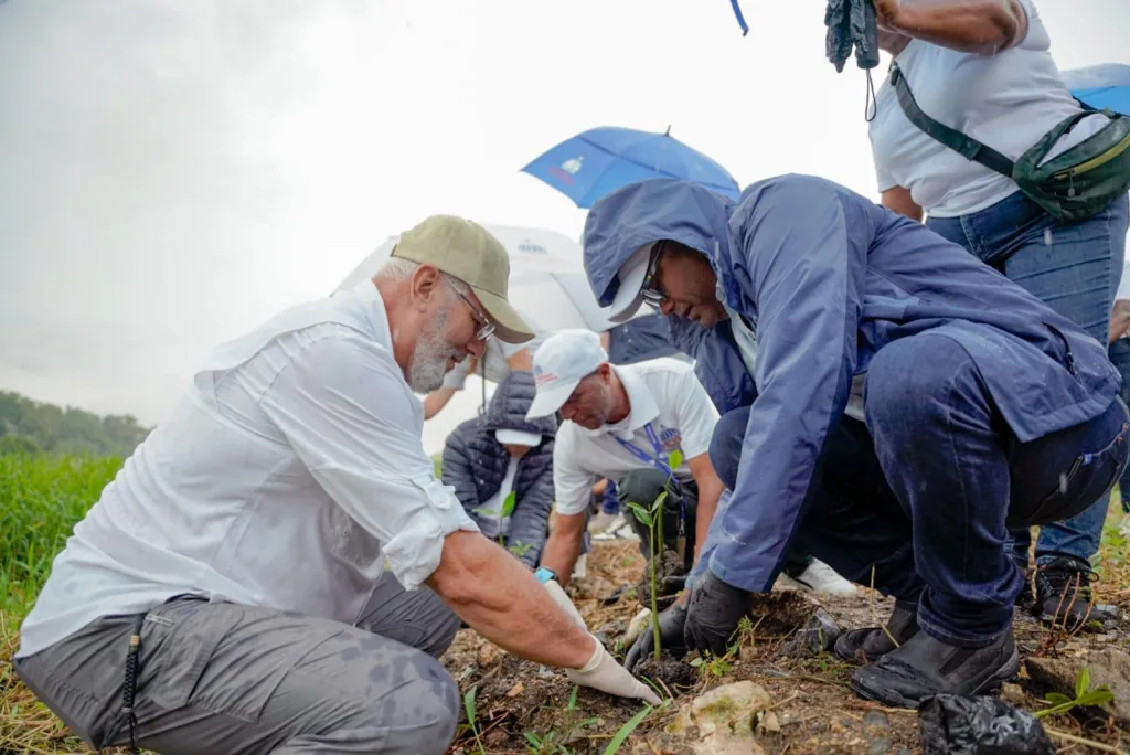 Propeep lleva siembra de manglar rojo al río Ozama para recuperar su ribera